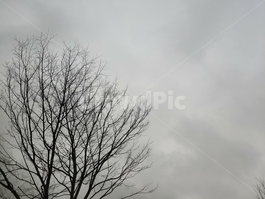 흐린,하늘,앙상한,나무,우중충한,어두운,날씨,자연,풍경,nature,landscape
