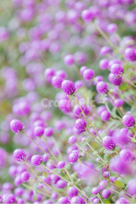 꽃,flower,자연,식물,천일홍,가을꽃,보라색,gomphrenaglobosa,plant,blossom