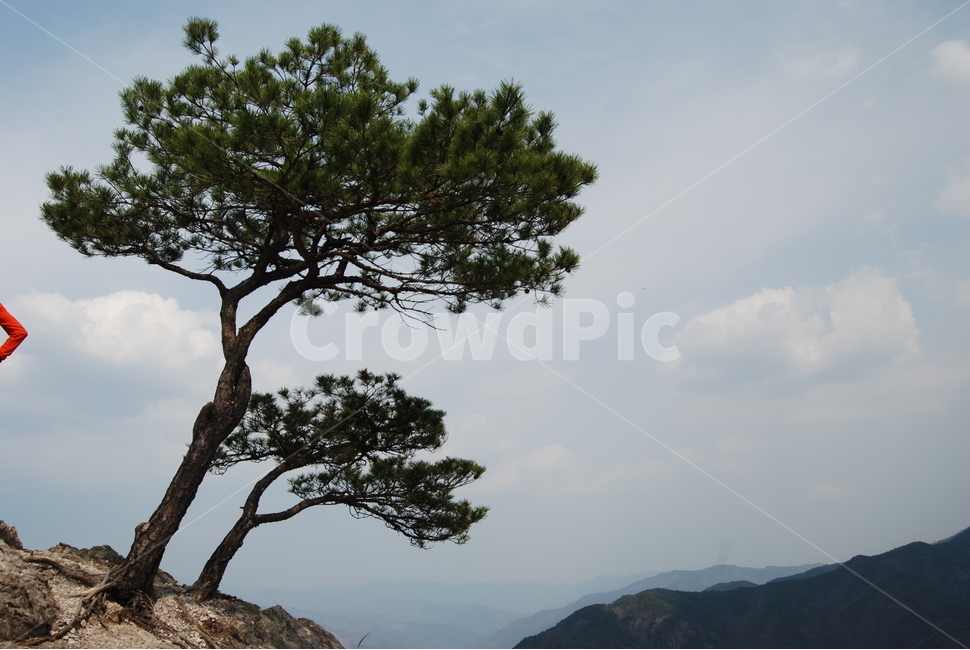오산,둥주리봉,휴양숲,구례,공원,자연,풍경,nature,landscape,한국자연풍경,한국자연경관,korea nature landscape,식물,plants,나무,trees,wood,plant,tree,tree trunk,나무 줄기