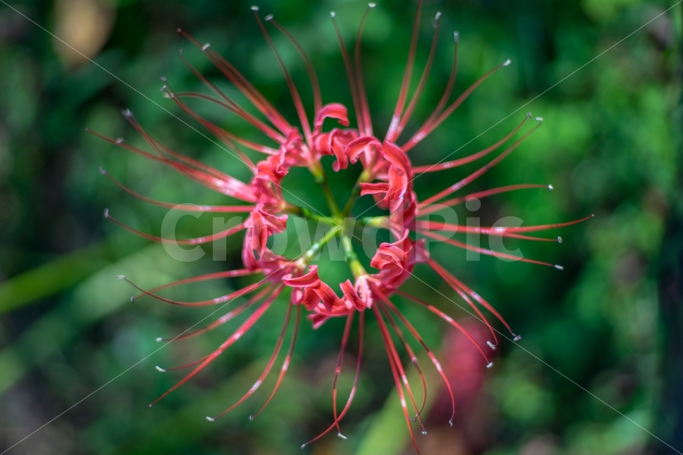 	꽃,꽃무릇,상사화,자연,식물,가을,식물,자연,plants,nature,꽃,flower