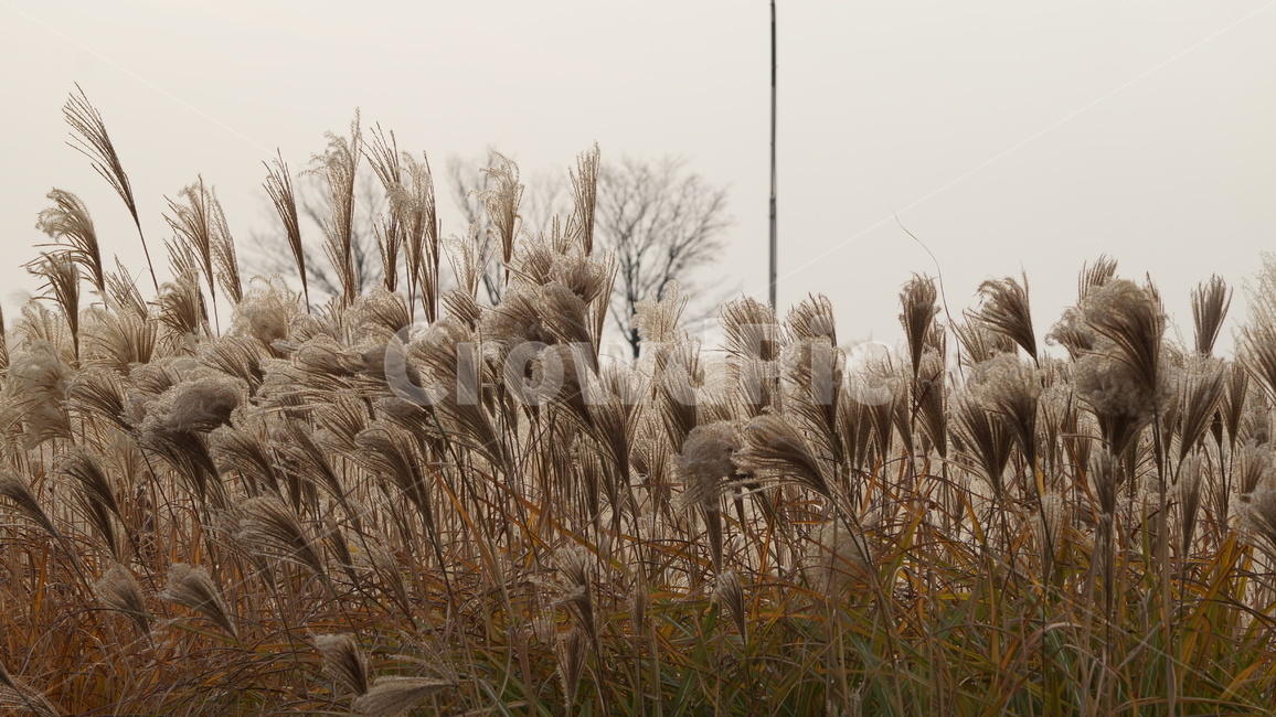 가을,가을풍경,하늘공원,억세풀,갈대,가을,계절,fall,autumn,season,식물,자연,plants,nature,grass,잔디,plant,lawn,reed