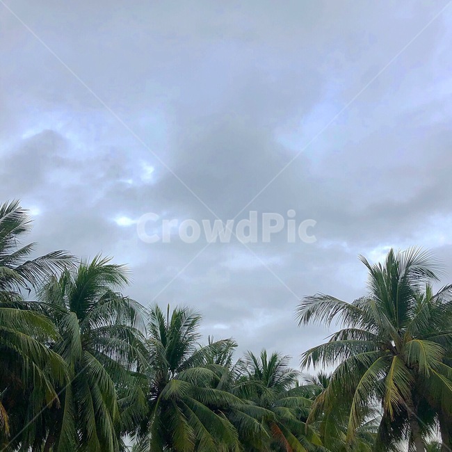summer,여름,palmtree,야자수,나무,plant,식물,하늘,sky