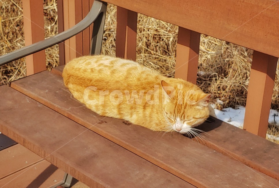 고양이,길고양이,길냥이,동물,cat,animal,mammal
