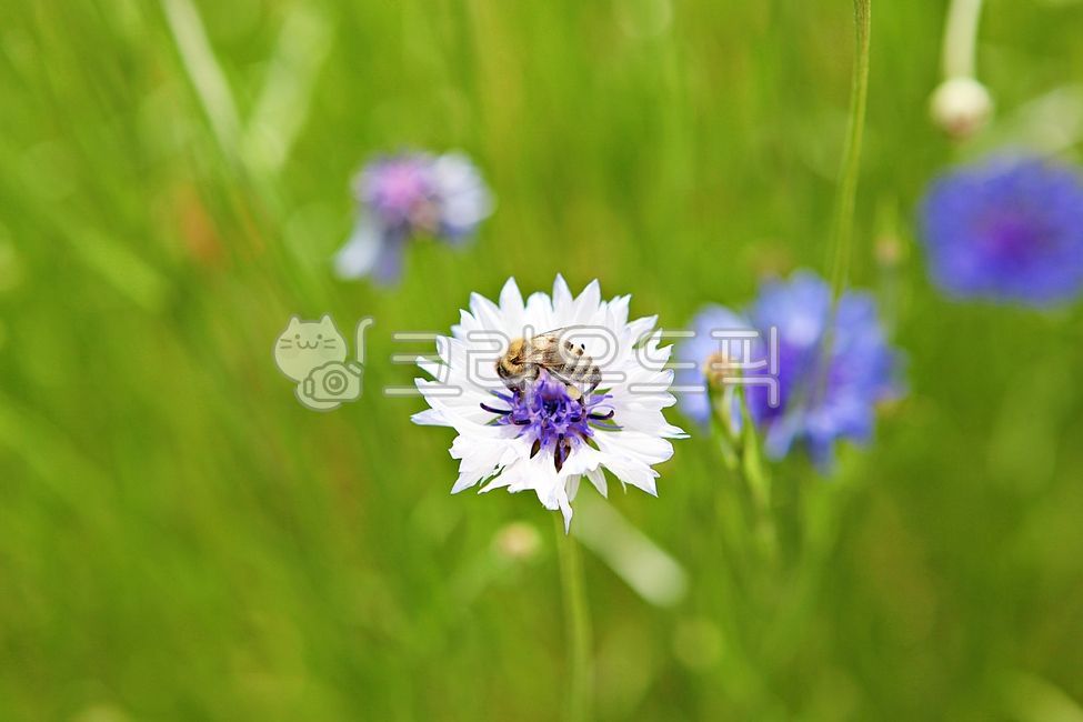 spring,chrysanthemum flower,bee,Chrysanthemum,nature,plant,insect,spring flower,animal