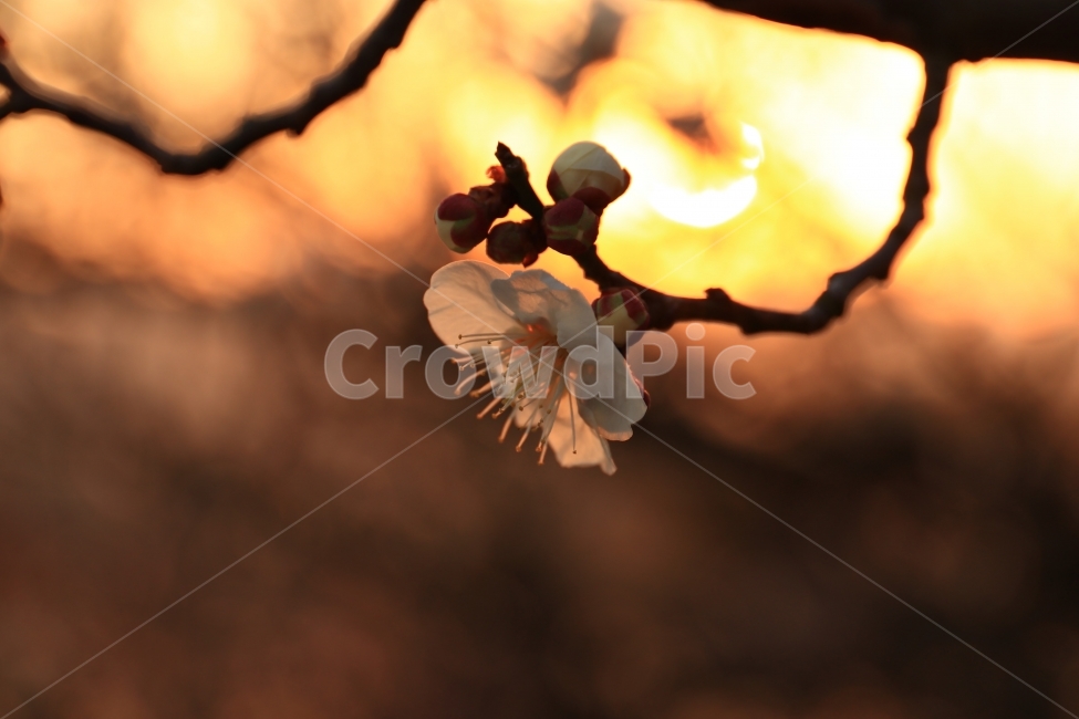 매화,꽃,매실꽃,봄,봄꽃,풍경,접사,식물,자연,plants,nature,꽃,flower
