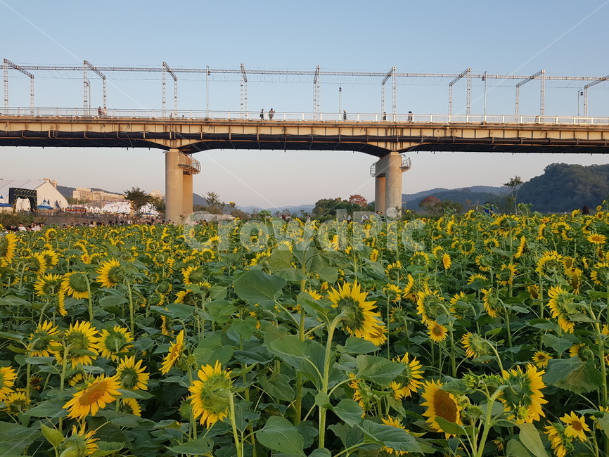 자연,풍경,고요함,분위기,다리밑,식물,자연,plants,nature,꽃,flower