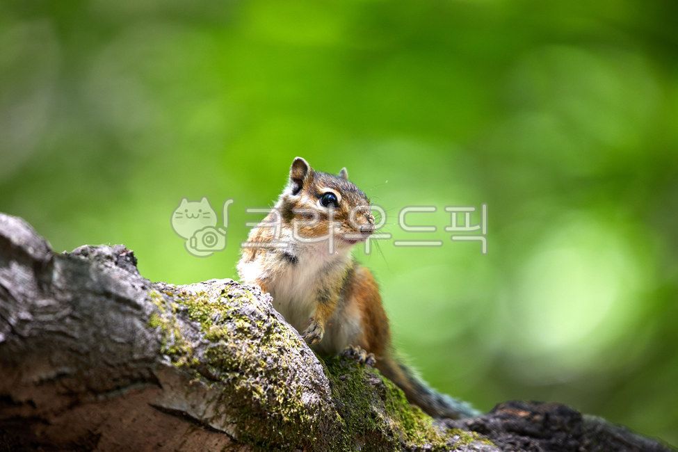 wildanimals,tree,treebrown,wild animals,brown,small animals,squirrel,mammals,spottedsquirrels,chipmunk,animal,wild beast,smallanimals,animals,brownmammals,wild,mammalia,squirrels