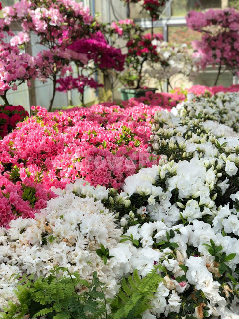 식물,꽃,flower,자연,plant,식물,자연,plants,nature,꽃,flower