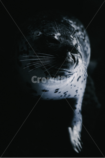 물개,해수어,포유류,바다,아쿠아리움,동물,animal,포유류,mammal