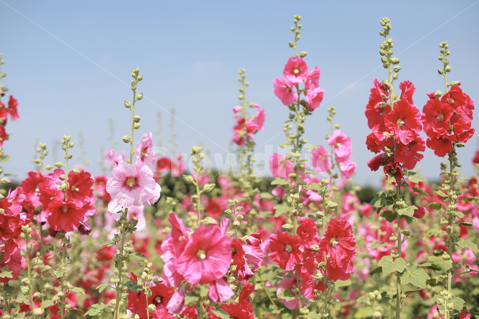 접시꽃,여름풍경,여름꽃,분홍꽃,식물,식물,자연,plants,nature,꽃,flower