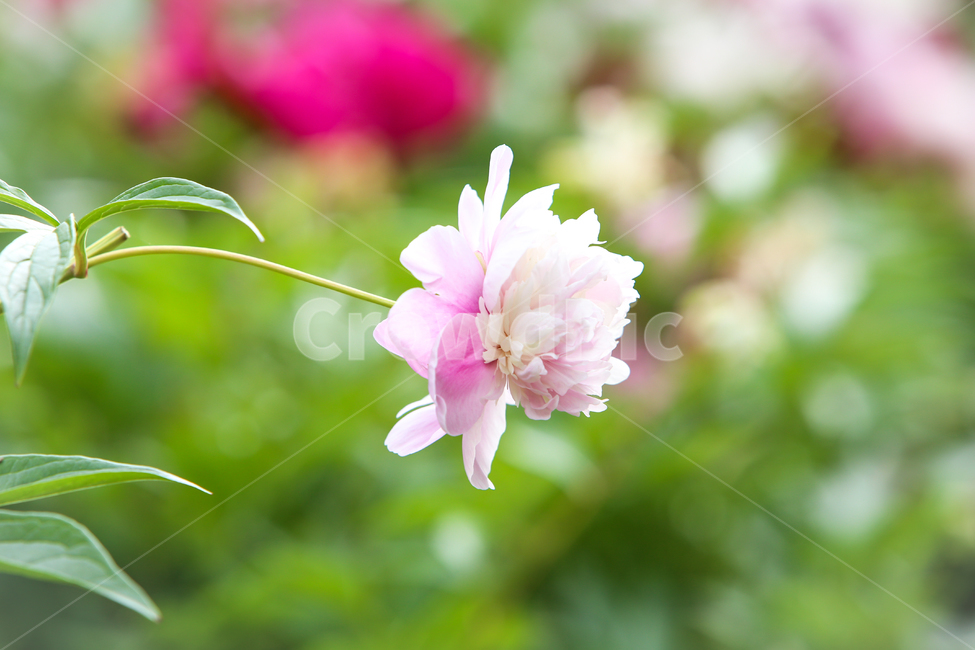 꽃,한송이,작약,목란,크로즈업,접사,식물,초록,하얀꽃,자연,식물,자연,plants,nature,꽃,flower