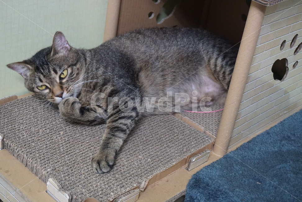 고양이세수,냥이,세수하는고양이,고등어냥,코리안숏헤어,개냥이