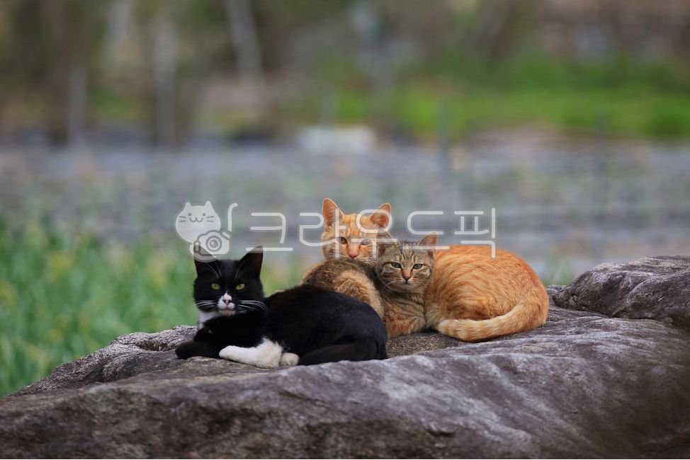 kitty,outdoor,Pets,kitten,stray cat,mammal,cat,animal,mammalia,pet
