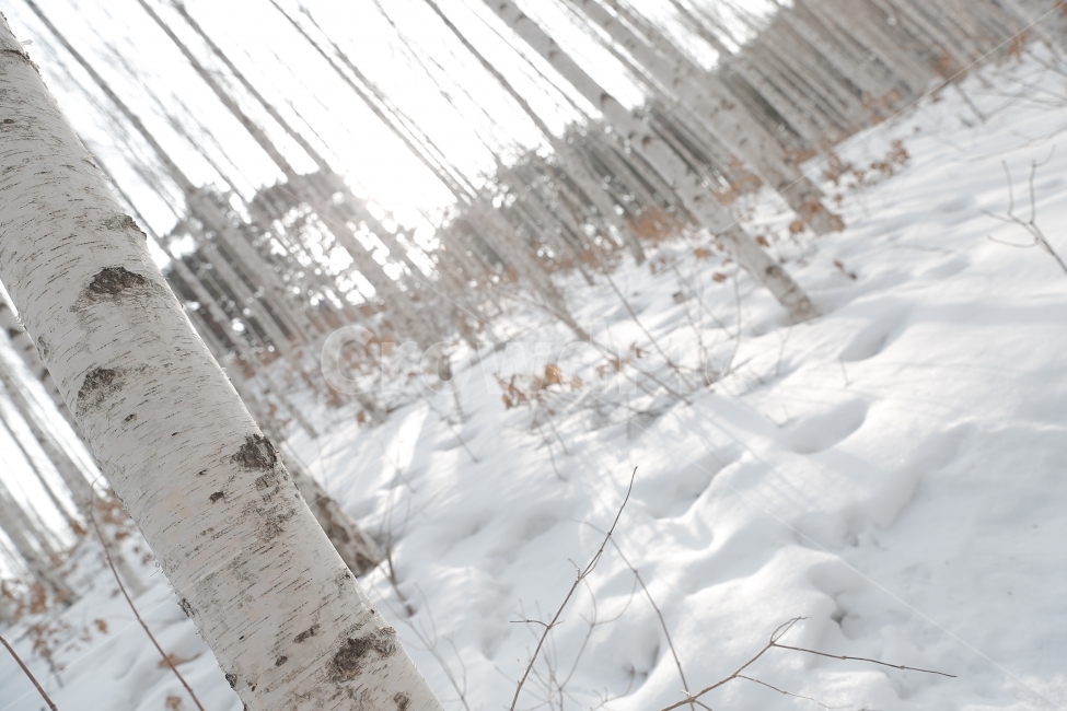 자작나무,자작나무숲,인제,설경,겨울,풍경,snow,눈,landscape,겨울,계절,winter,season,자연,풍경,nature,landscape,식물,plants,나무,trees,wood,tree,plant