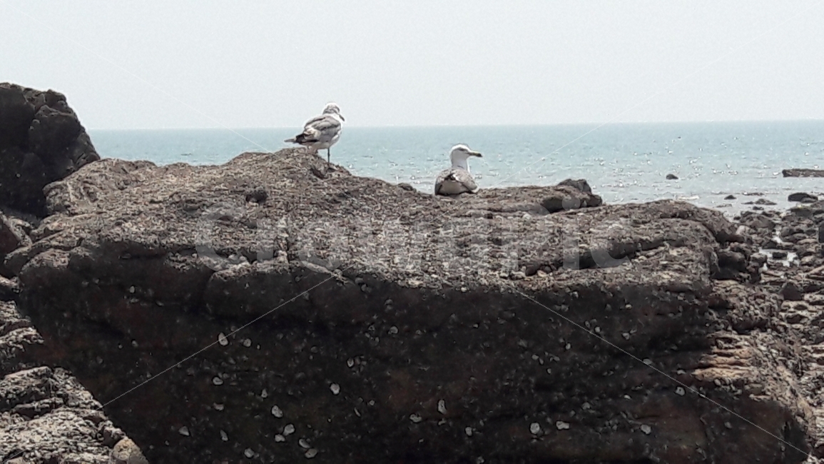 바다,갈매기,하늘,바위,배경,자연,풍경,nature,landscape,해변,바다,beach,sea,동물,animal,조류,새,birds,bird