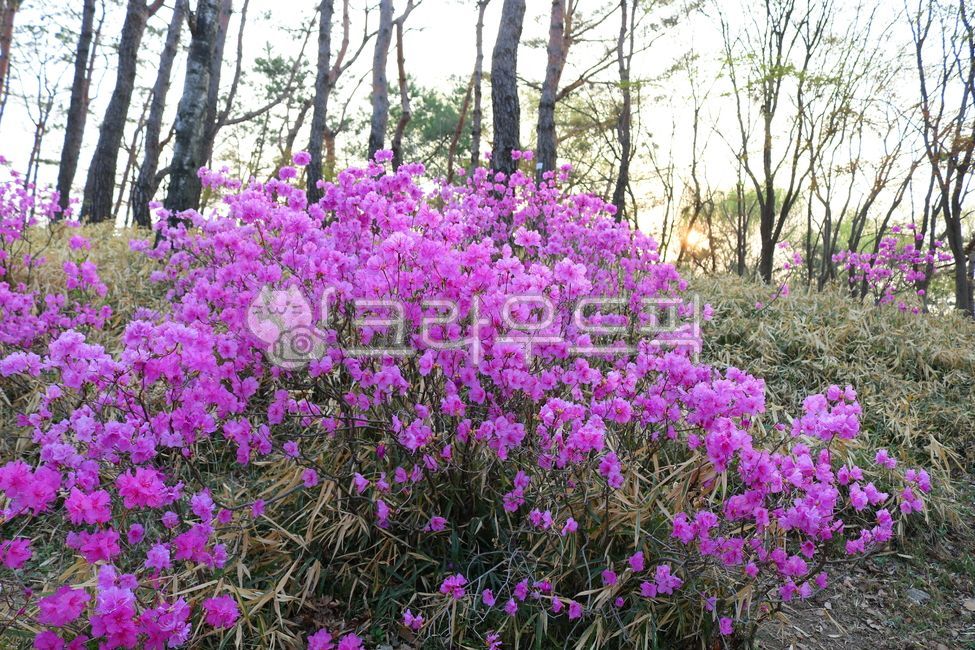 진달래,꽃,진달래꽃,식물,자연,나무,꽃나무,분홍꽃,분홍색꽃,야생화,들꽃,잎,꽃잎,두견화,낙엽관목,봄,봄꽃