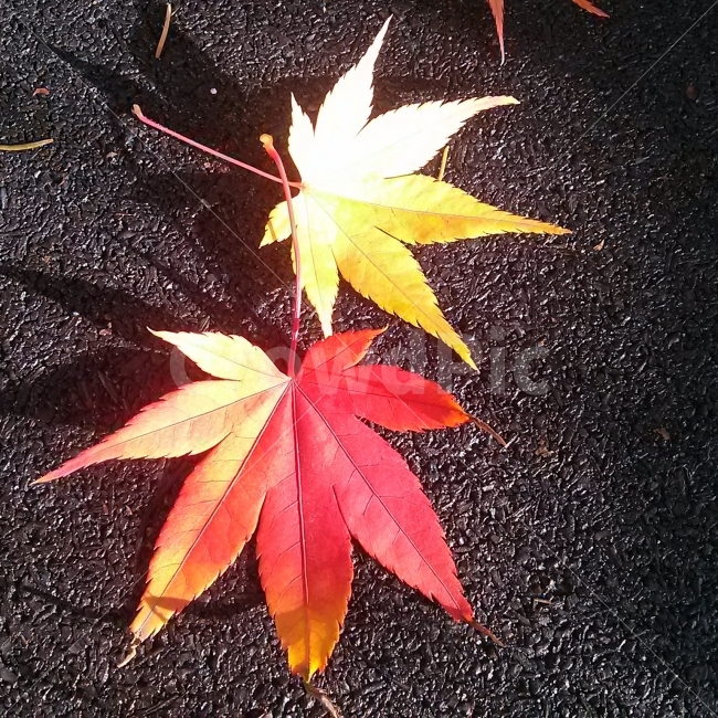 ,가을,계절,fall,autumn,season,식물,자연,plants,nature,plant,leaf,잎,tree,나무