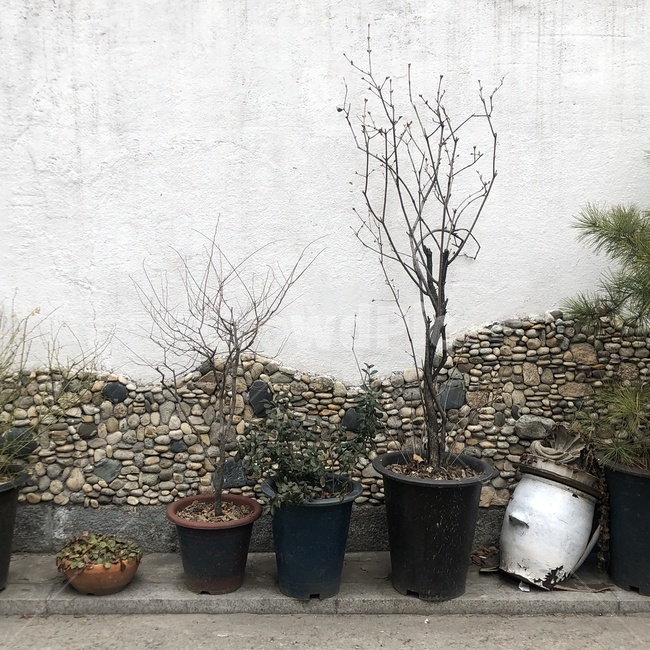 식물,화분,거리,plant,나뭇가지