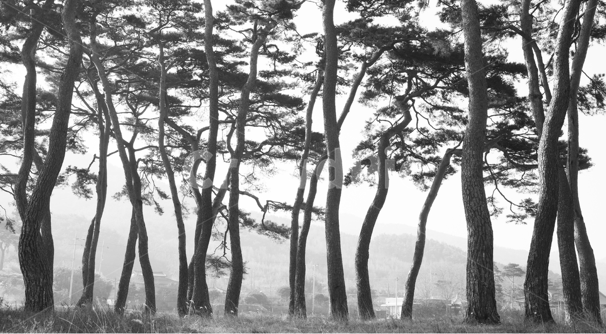 자연,풍경,경치,경관,나무,소나무,숲,소나무숲,아침,새벽,안개,실루엣,흑백사진,동양화,수묵화,treetrunk,나무줄기,tree,plant,식물,자연,풍경,nature,landscape,흑백,모노톤,monochrome,black and white