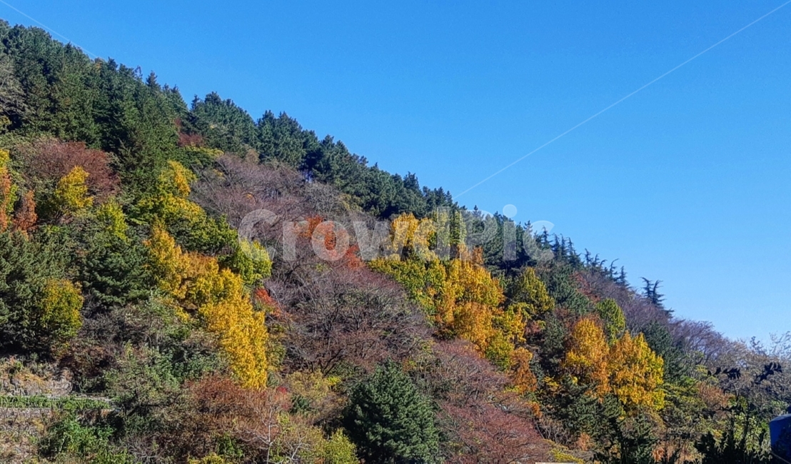 나무,산,자연,식물,감성사진,하늘,tree,전나무,plant,nature,korea,가을,계절,fall,autumn,season,자연,풍경,nature,landscape