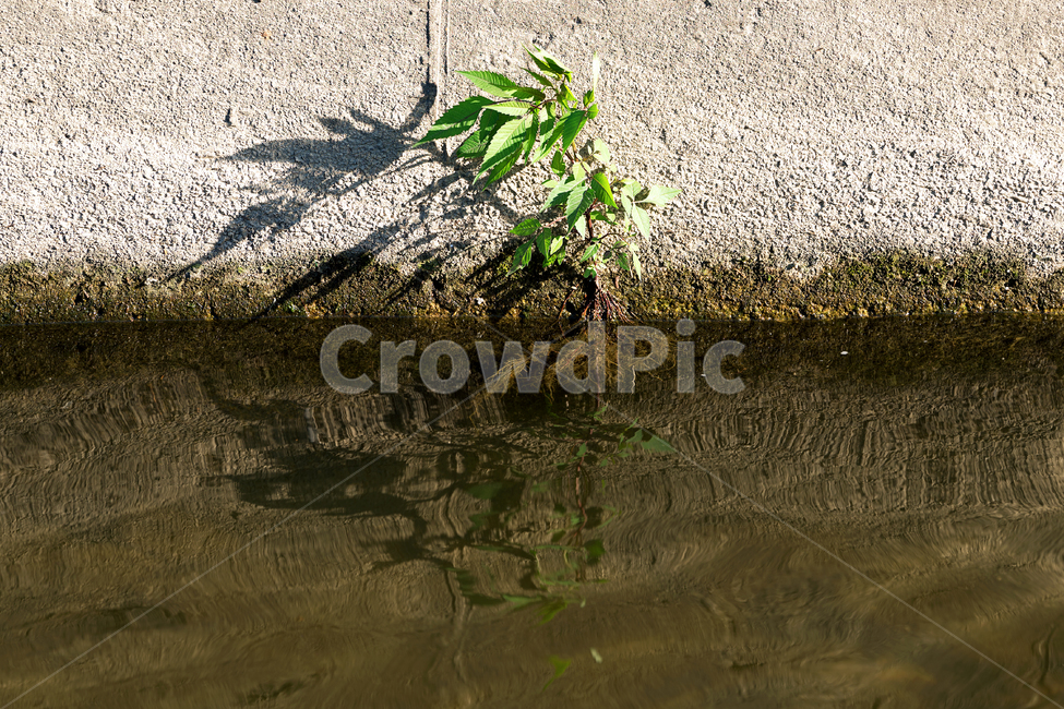 식물,초목,강물,생명,생명력,생존,뿌리,초록,자연,생태계,식물,자연,plants,nature