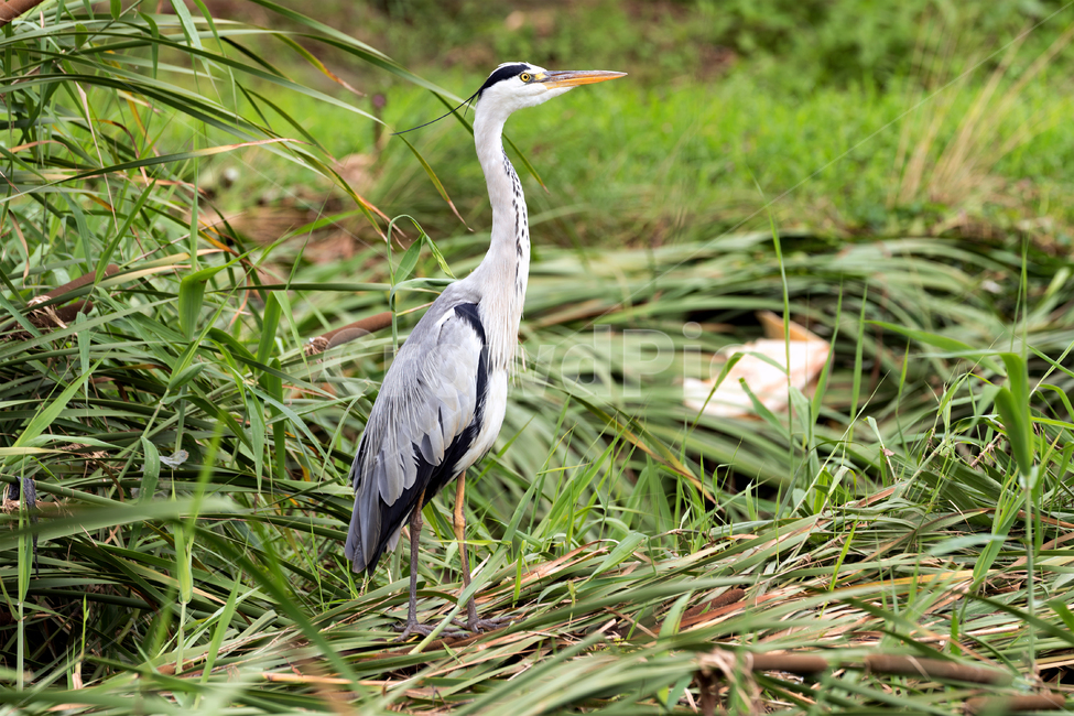 왜가리,새,조류,철새,야생,야생동물,동물,자연,생태,생태계,heron,bird,animal,동물,animal,조류,새,birds