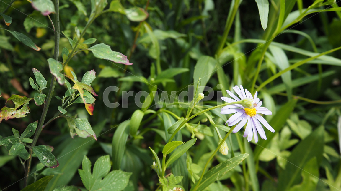 야생화,꽃,식물,자연,옥외,데이지,daisy,wildflower,flower,plant,outdoors,nature,blossom,식물,자연,plants,nature,꽃,flower