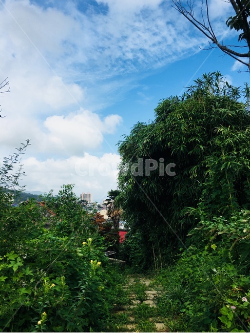 풍경,자연,서피랑,나무,구름,화창한,자연,풍경,nature,landscape,outdoors,옥외