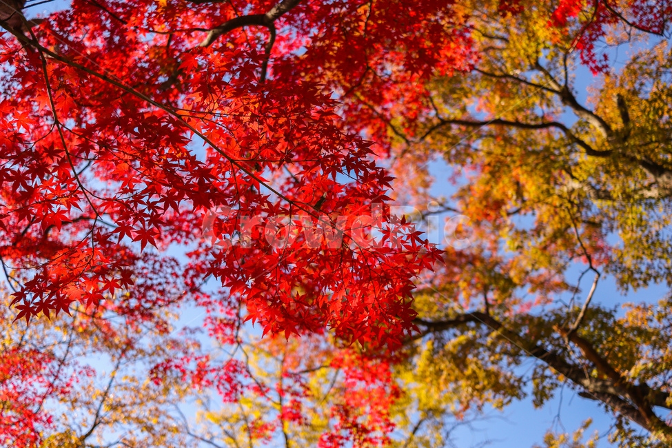 식물,꽃,maple,단풍,plant,leaf,tree,나무,가을,가을,계절,fall,autumn,season,식물,자연,plants,nature,나무,trees,wood