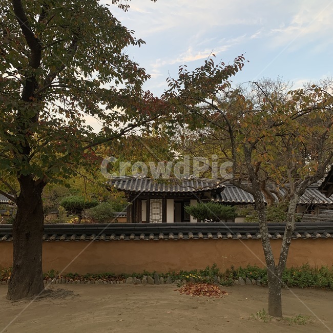 고택,나무,한옥,풍경,자연