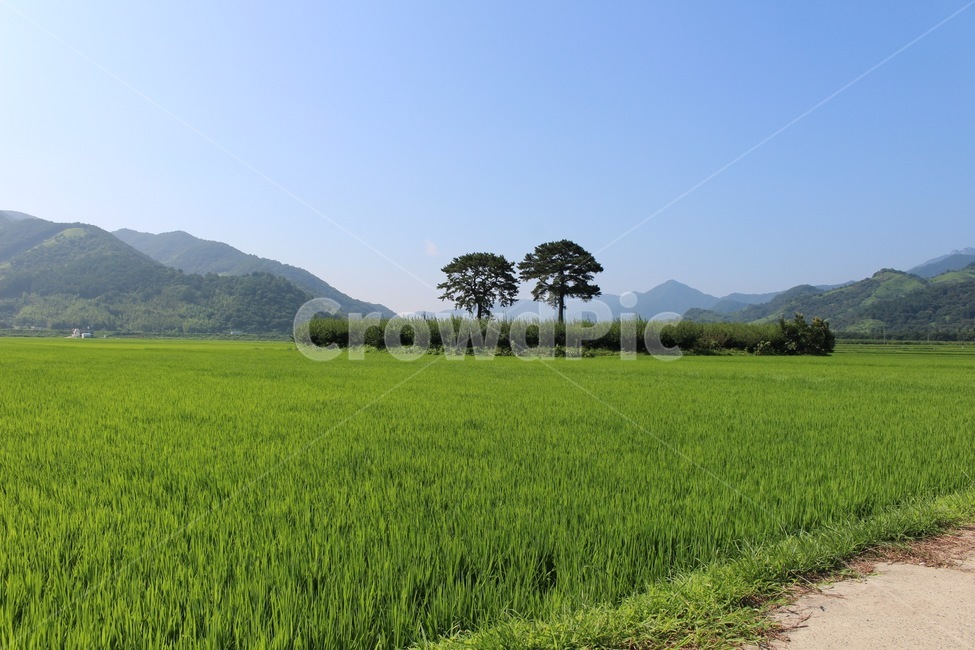 소나무,부부송,논,벼,산,시골,나무,자연,자연,풍경,nature,landscape,산업,industry,industrial,농업,농사,agriculture,farming,farming industry,grassland,목초지,outdoors,옥외,field,들,paddy field,패디 필드