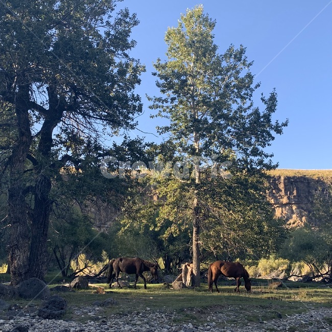 말,자연,초원,승마,계곡,nature,horse,야생마