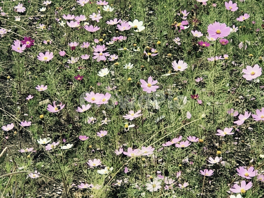 꽃,flower,코스모스,감성,분위기,식물
