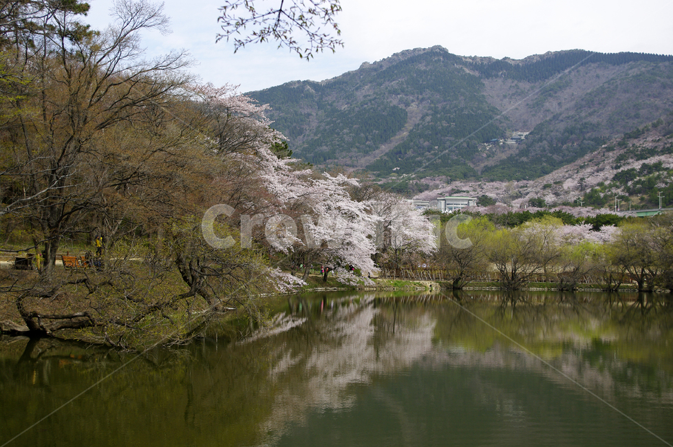 호수,풍경,나무,벚꽃,봄,식물,반영,봄,계절,spring,season,자연,풍경,nature,landscape,한국자연풍경,한국자연경관,korea nature landscape,plant