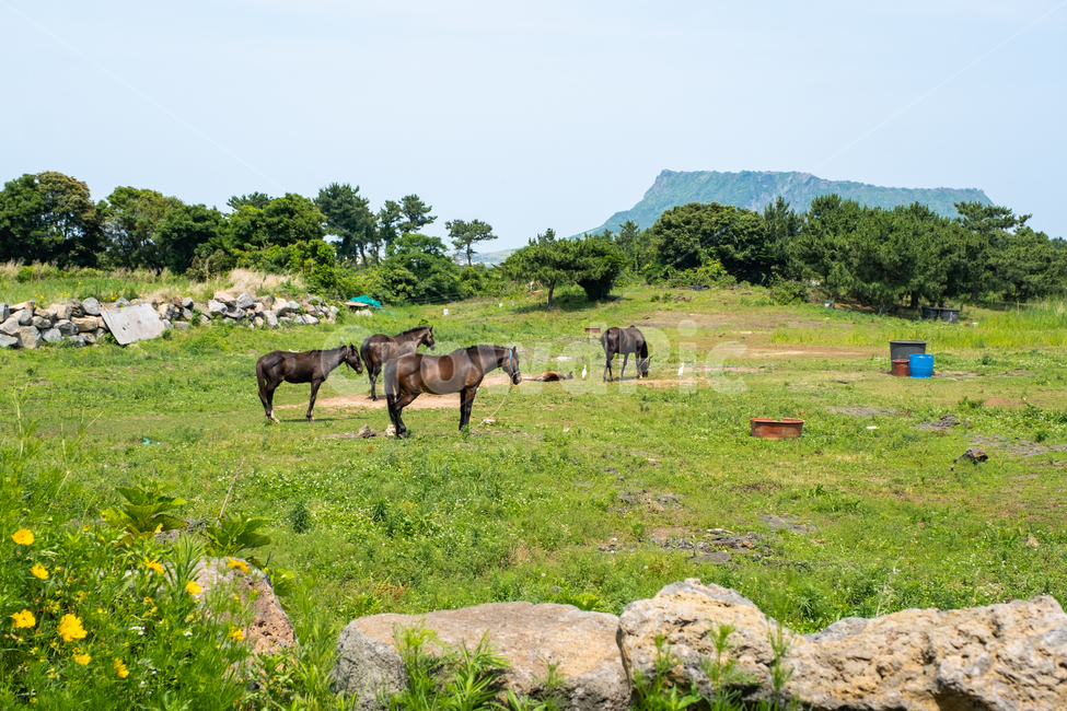 제주도,자연,제주,섬,평화,풍경,아름다운풍경,nature,jeju,들,field,outdoors,말,동물,평화로움,성산일출봉,들판,동물,animal,포유류,mammal