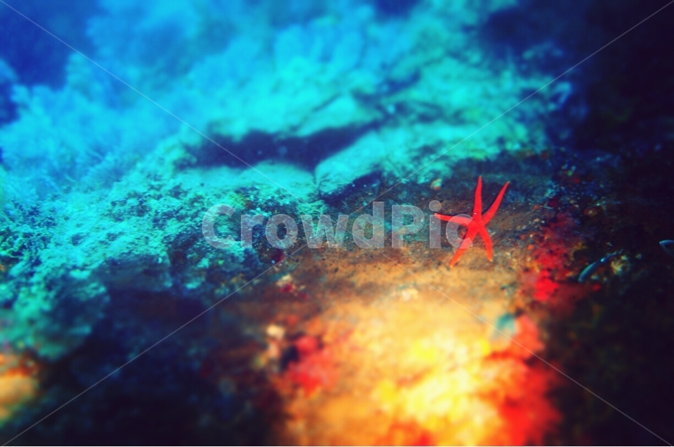 sealife,해양생물,starfish,불가사리,바다