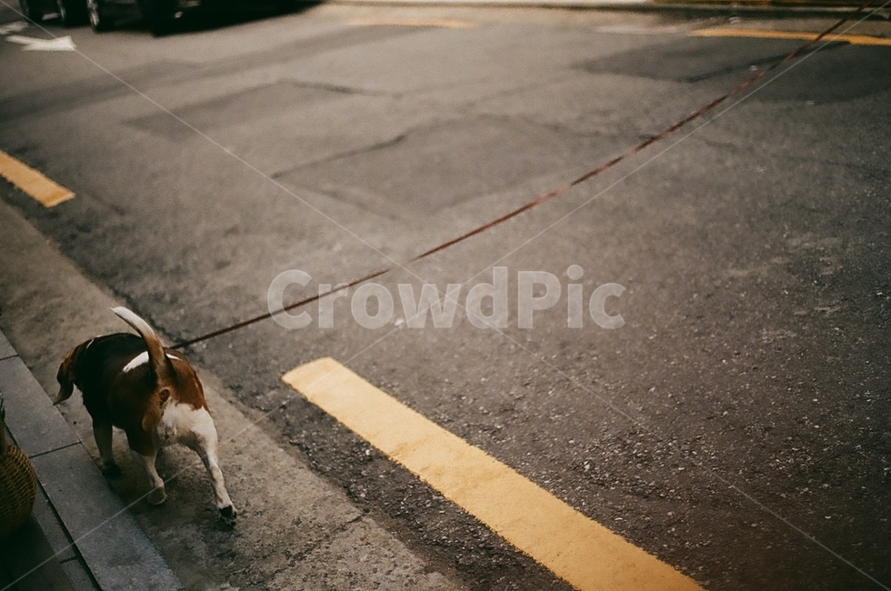 강아지,반려견,산책,동물,dog,개,아스팔트,동물,animal,포유류,mammal,개,강아지,dog,doggy
