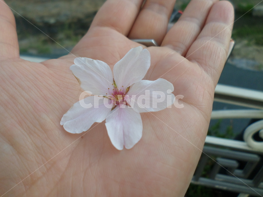 꽃,플라워,flower,벚꽃,벗꽃,cherryblossom,손바닥,palm,꽃송이,길가,꽃잎,손,봄꽃