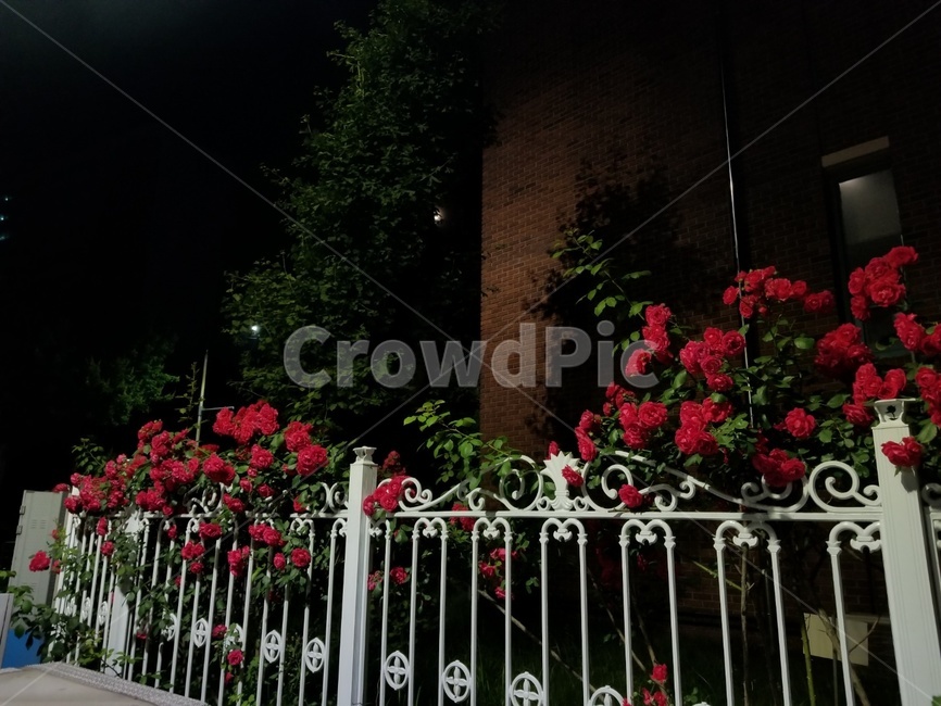 픙경,장미,꽃,밤,rose,flower,night,자연,nature