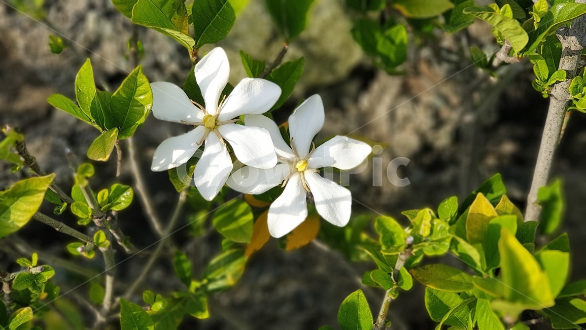 white flower,White,green,plant,leaf,flower