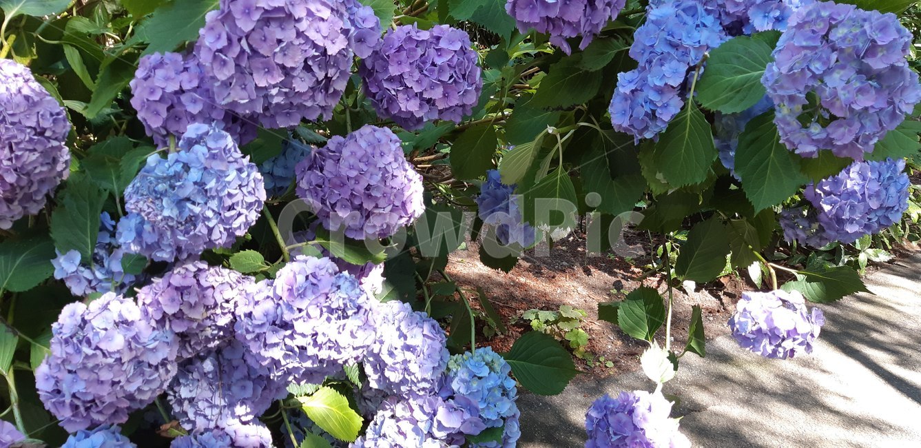 꽃,flower,수국,frenchhydrangea,공원,park,식물