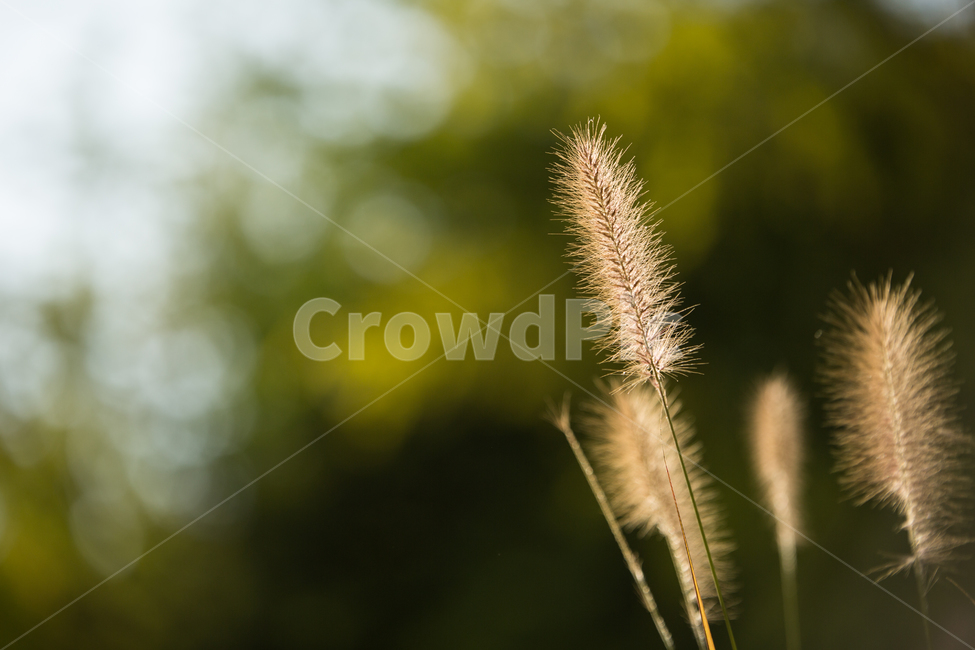 강아지풀,plant,식물,자연,들판,식물,자연,plants,nature