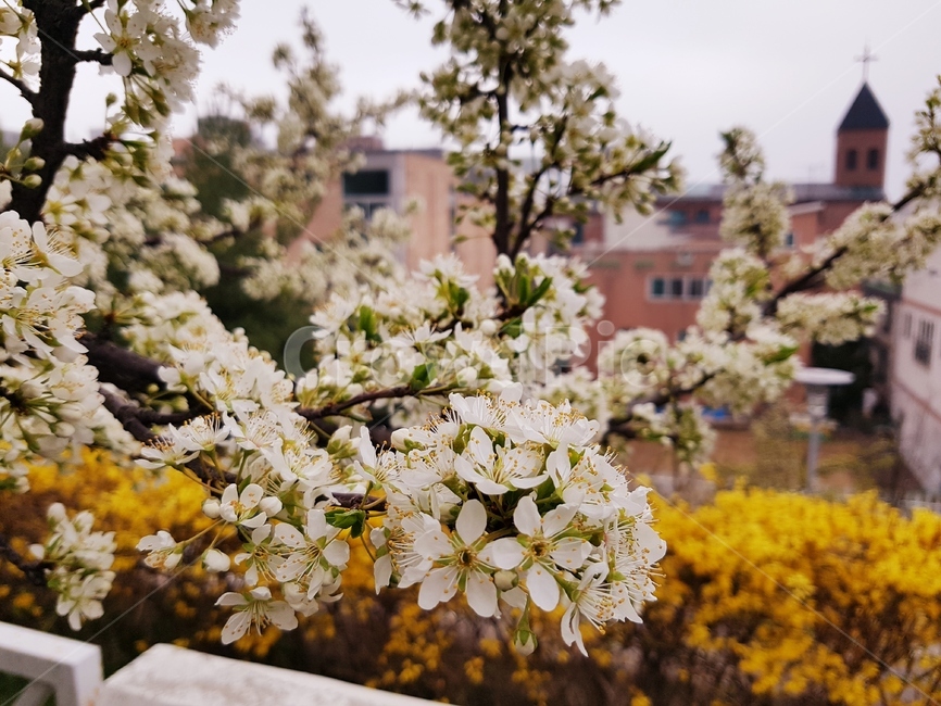 매화꽃,개나리,꽃,성당,십자가