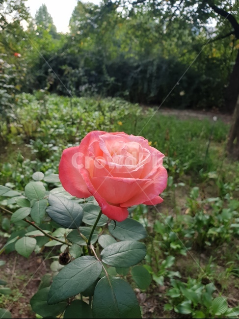 장미,다홍색,flower,꽃,힐링,숲,햇살,식물,자연,plants,nature,꽃,flower