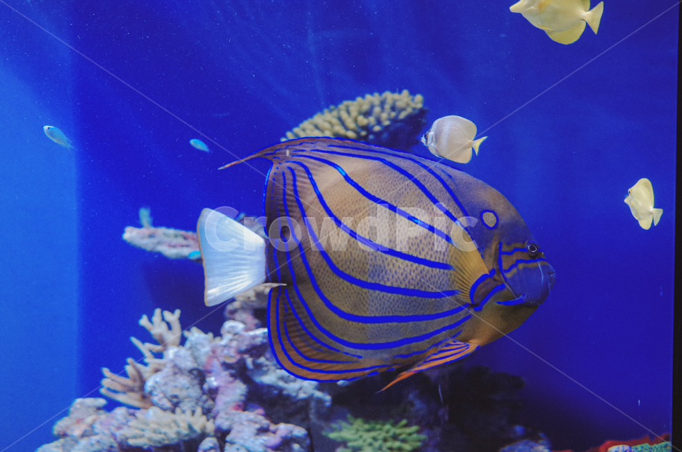 tropical fish,Pisces,fish,aquarium