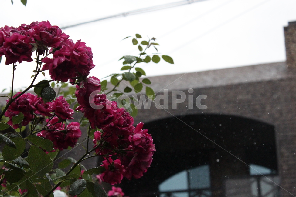 비,꽃,비오는날,비오는풍경,날씨,감성사진,감성,rain,flower,장미꽃,장미,rose,꽃,flower,비,비오는날,rain,rainy