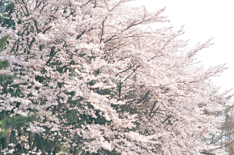 꽃,봄,벚꽃,분홍,핑크,봄,계절,spring,season,plant,식물