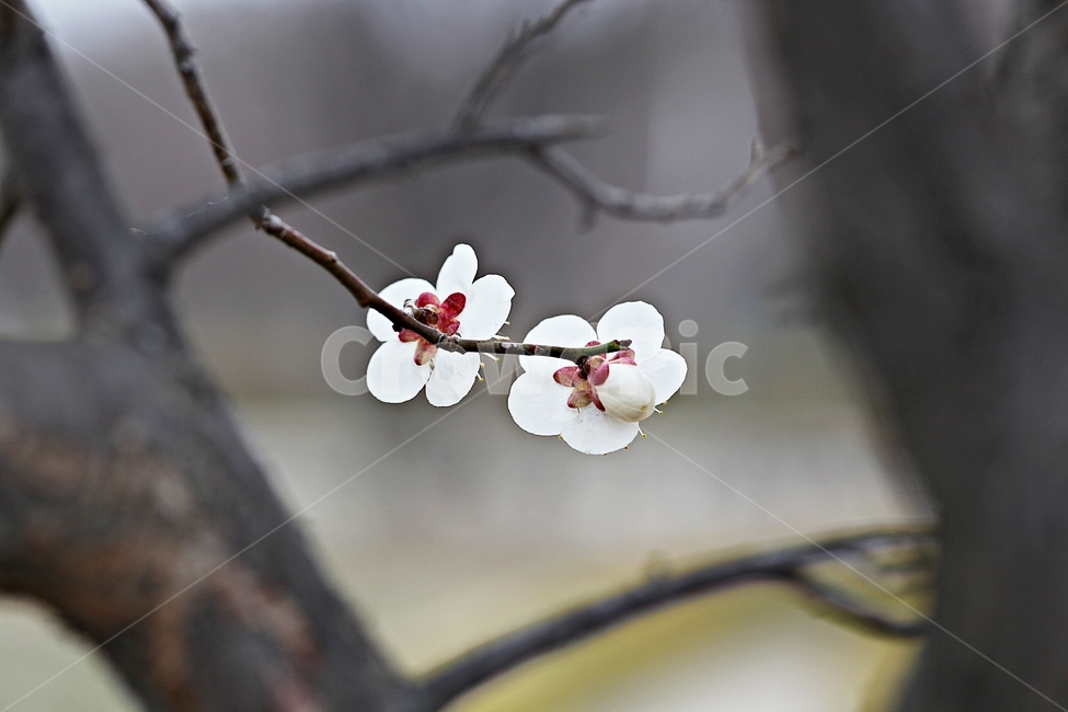 매화,매화꽃,꽃,매화나무,자연,배경,자연,풍경,nature,landscape,식물,plants,꽃,flower,나무,trees,wood,plant