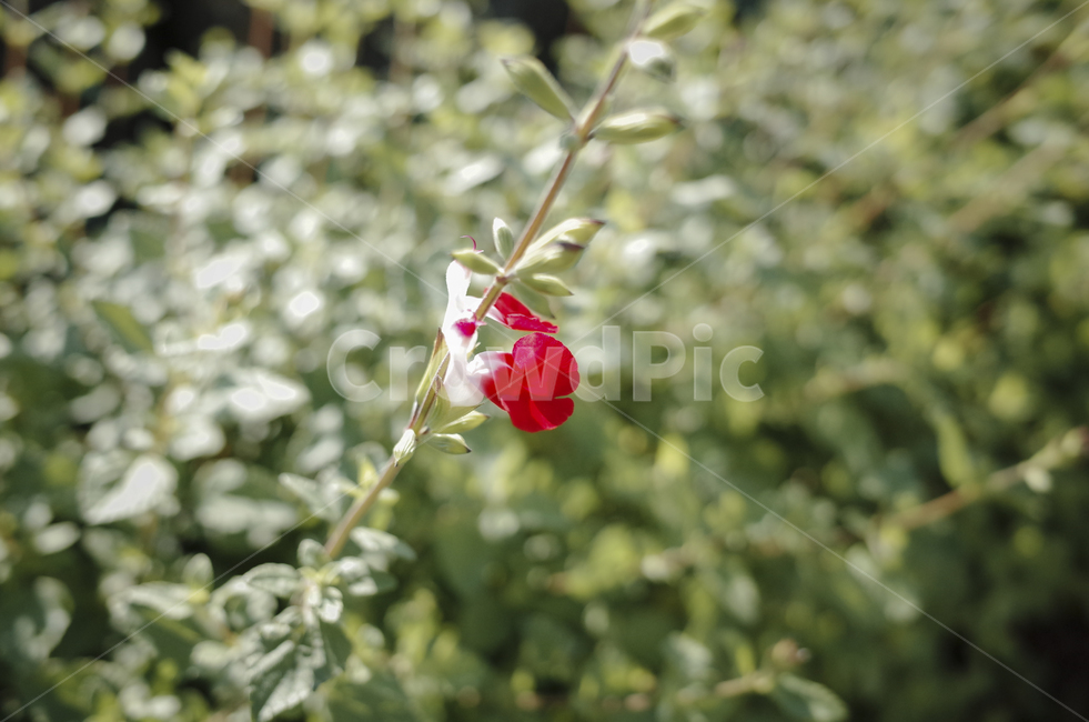 꽃,flower,color,색,들꽃,blossom,plant,식물,체리세이지,green,red,빨간꽃,빨강,식물,자연,plants,nature,꽃,flower