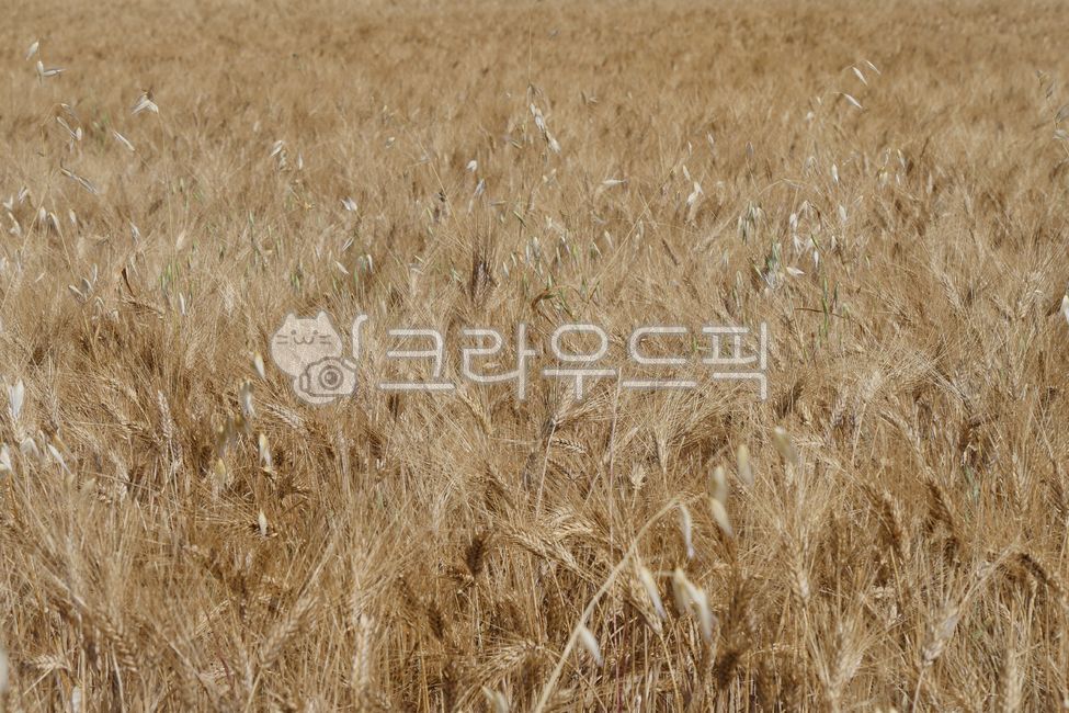 golden field,texture,golden wheat field,yellow,pattern,wheat field road,bl,gold,cornfield,plant,golden